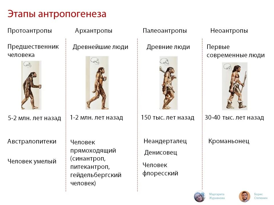 Антропогенез человека 9 класс. Основные этапы антропогенеза схема. Основные этапы антропогенеза. Этапы антропогенеза человека. Основные стадии антропогенеза.