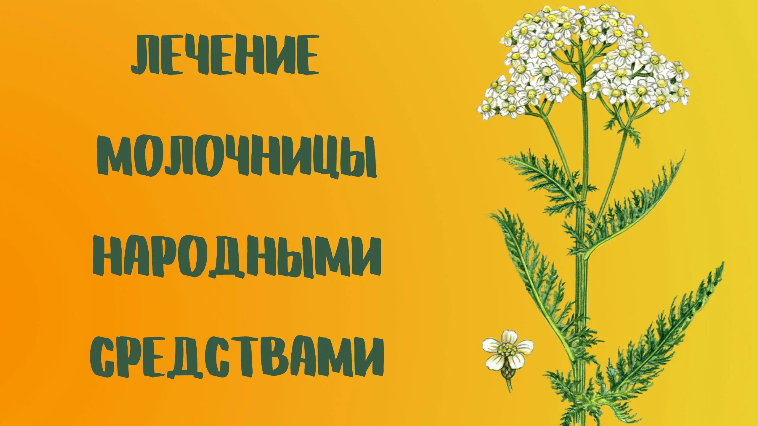 Лечение молочницы народными средствами. Народные средства от молочницы. Молочница народные методы. Лечить молочницу народными средствами. Лечение молочницы у женщин народными средствами быстро