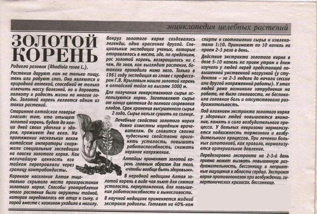 Для чего полезен золотой корень. Греческие товары. Корневища и корни родиолы розовой. Родиола розовая золотой корень. Для чего полезен золотой корень.