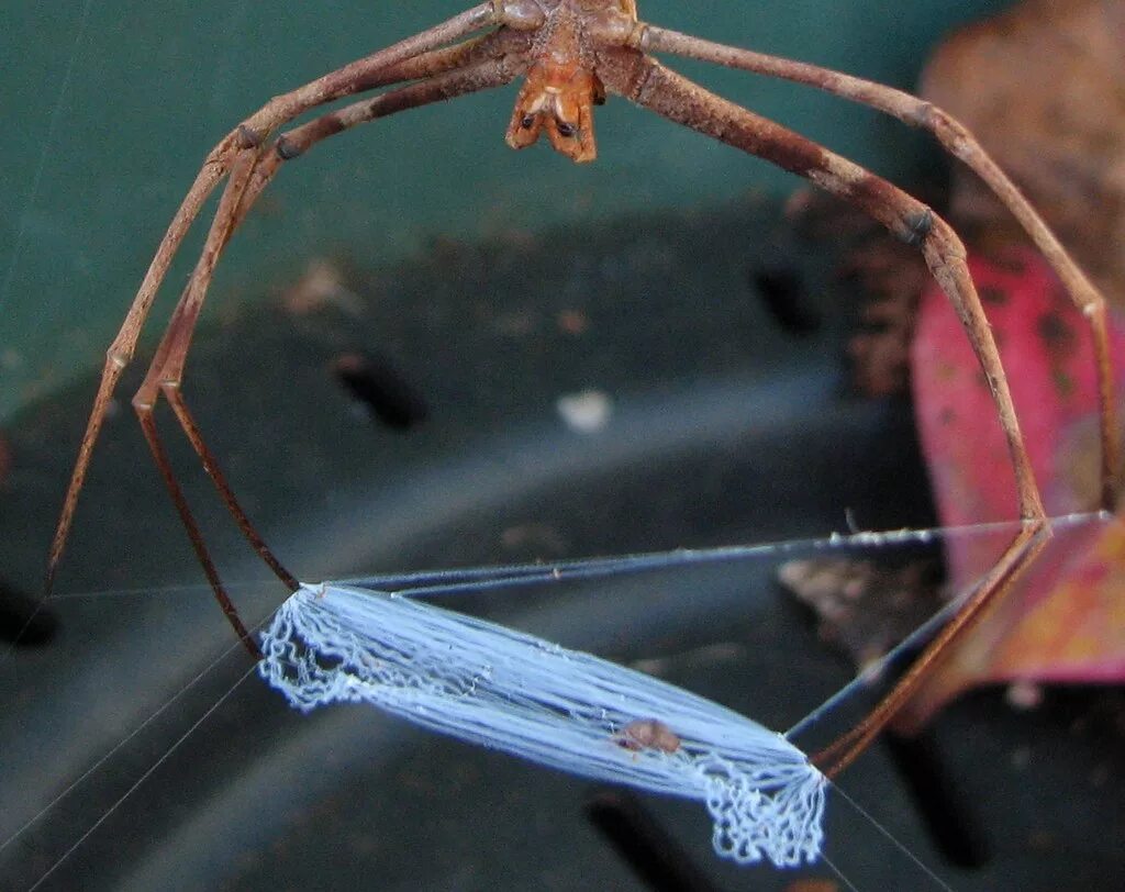 Паук год выпуска. Deinopis subrufa. паук гладиатор. австралийский паук гладиатор. паук дейнопид.