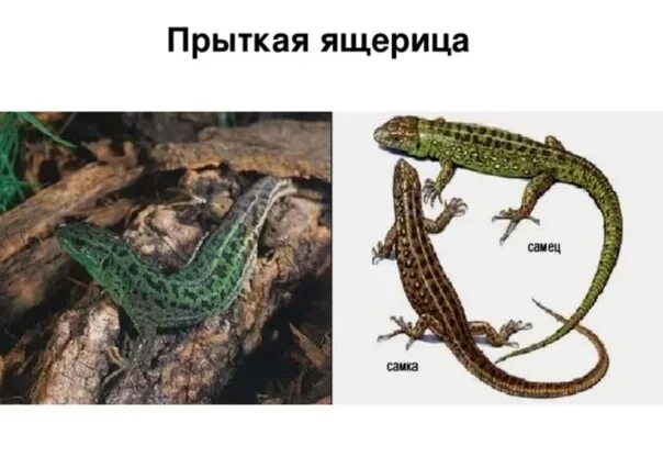 Как отличить ящериц. Прыткая ящерица самец и самка. прыткая ящерица самец большой. прыткая ящерица меланист. живородящая ящерица самец и самка.