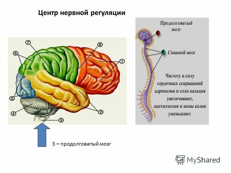 Сердечный центр в продолговатом мозге