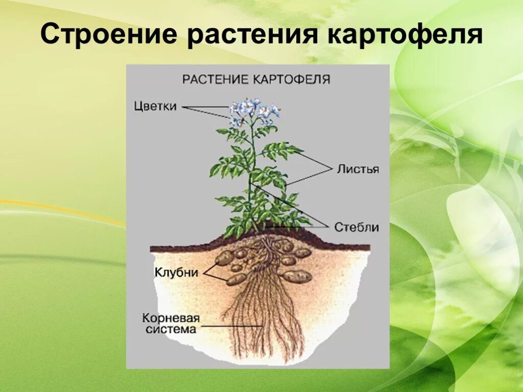 Особенности внешнего строения листа картофеля. Картофель строение растения. строение картофельного растения. корневая система картофеля. строение корня картофеля.