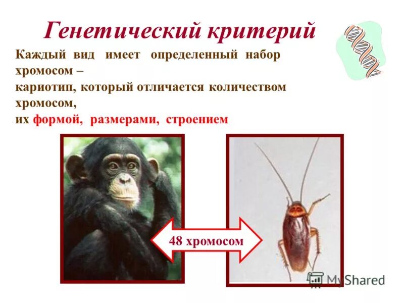 генетический критерий примеры. примеры генетического критерия. примеры генетического критерия в биологии. генетический критерий примеры животных. примеры генетического критерия.