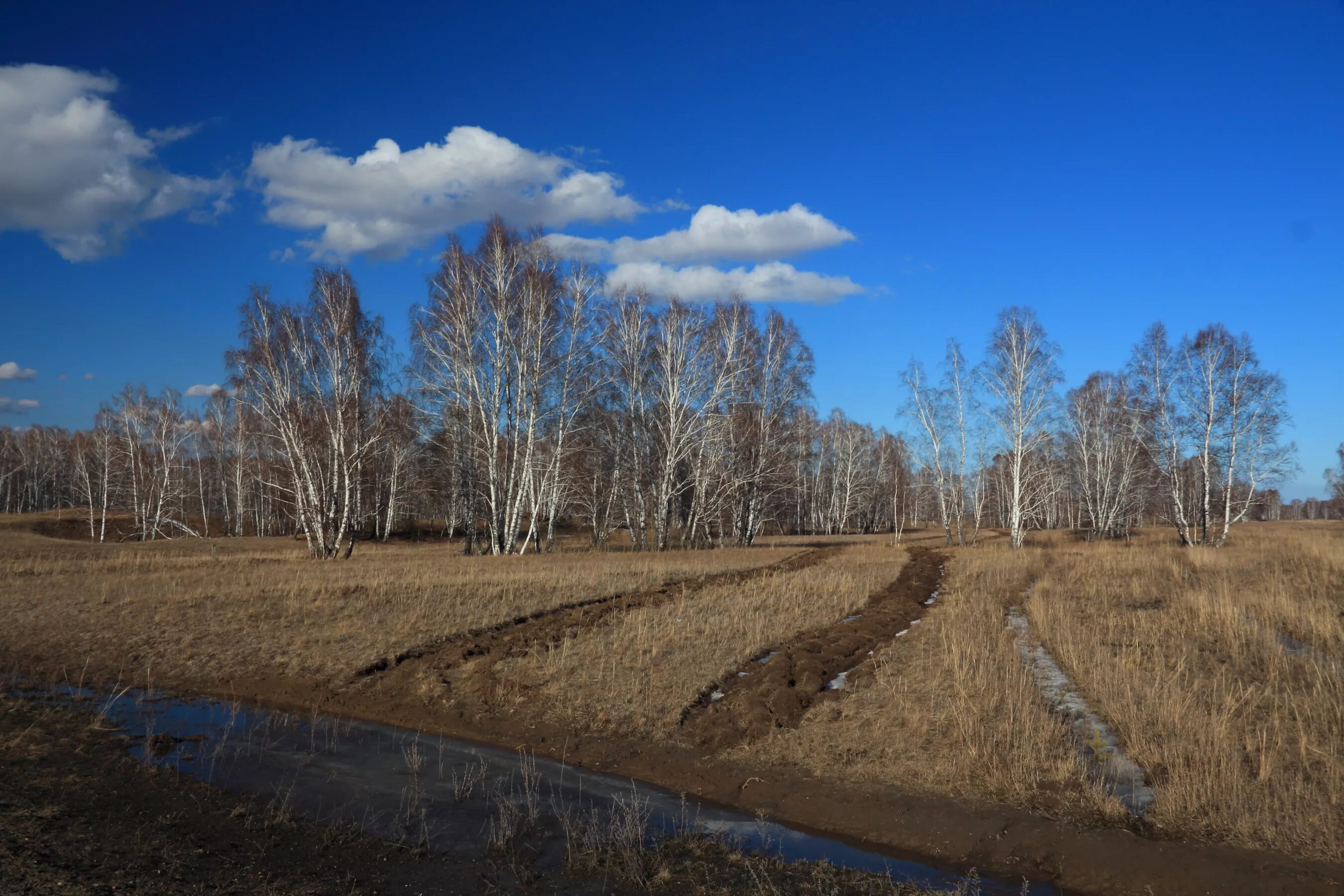 Поселок Южный Алтайский край. Посёлок Южный Алтайский. Олеи и ясеня село Красноярка Алтайский край. Алтайский край поселок южный