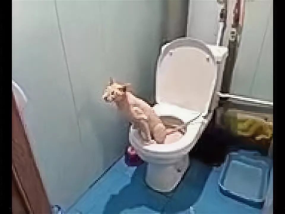 Кот в унитазе видео. Кот провалился в унитаз. кот провалился в туалет. смешные коты на унитазе. смешной кот на унитазе.