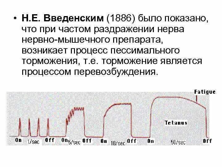 Оптимум и пессимум частоты раздражения