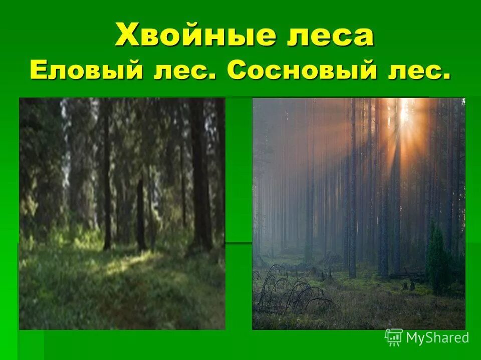 Урок жизнь леса 4 класс. Леса для презентации. хвойный лес презентация. презентация еловый лес. природное сообщество еловый лес.