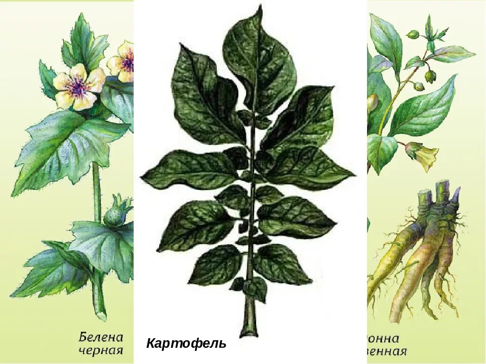 Какое жилкование у листа картофеля