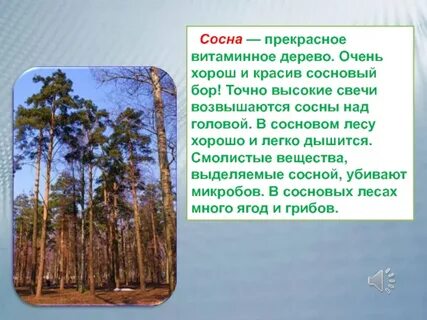Чистый сосновый бор очень красив