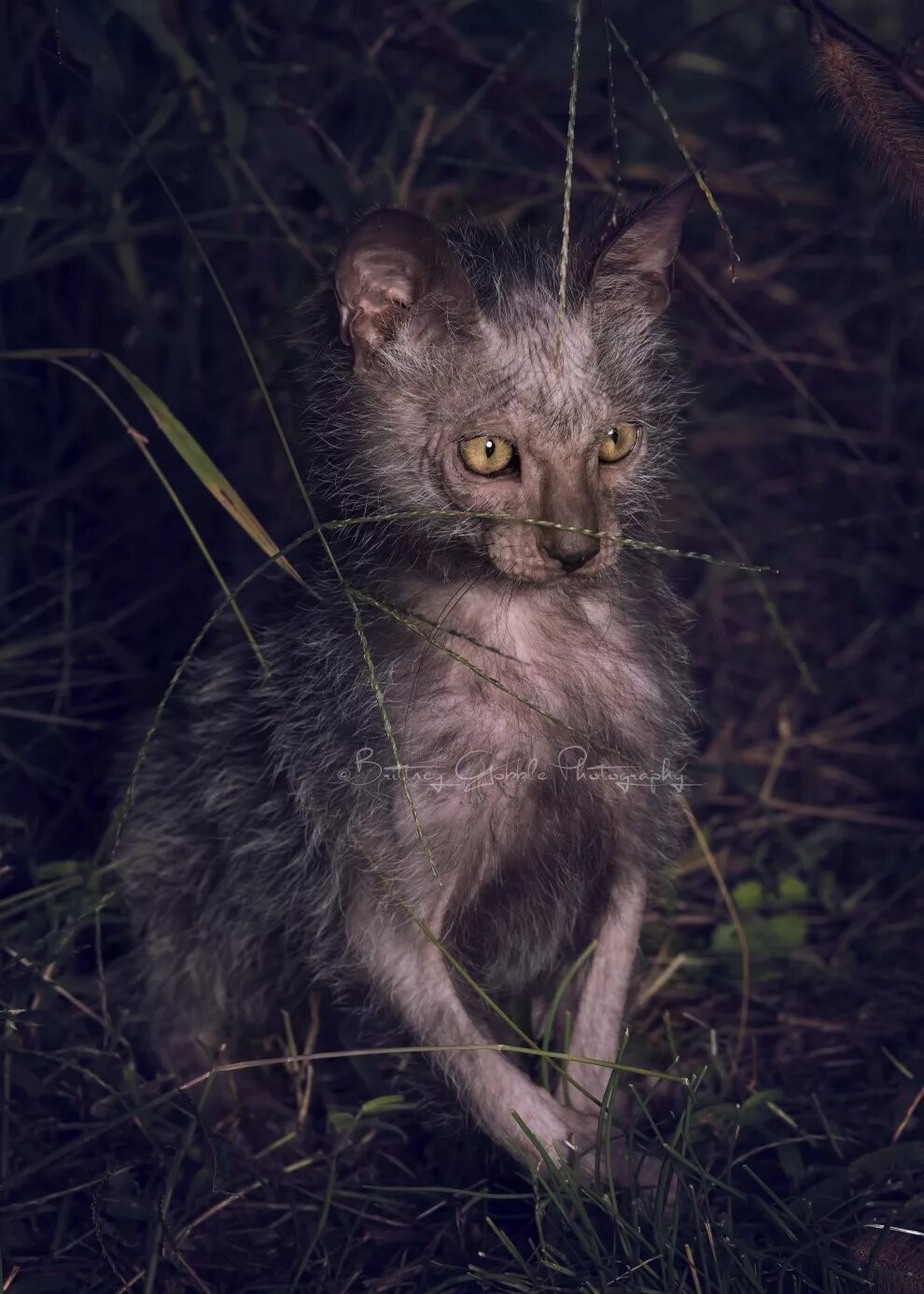 Жуткая кошка. Ликои кошка. Кошка оборотень Ликой. Ликои (Ликой). Wolfcat порода.