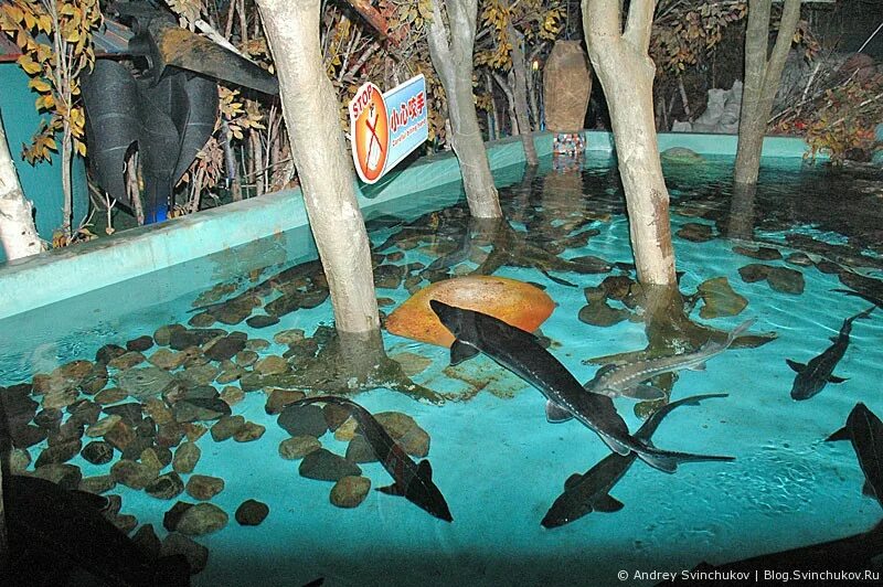 океанариум харбин