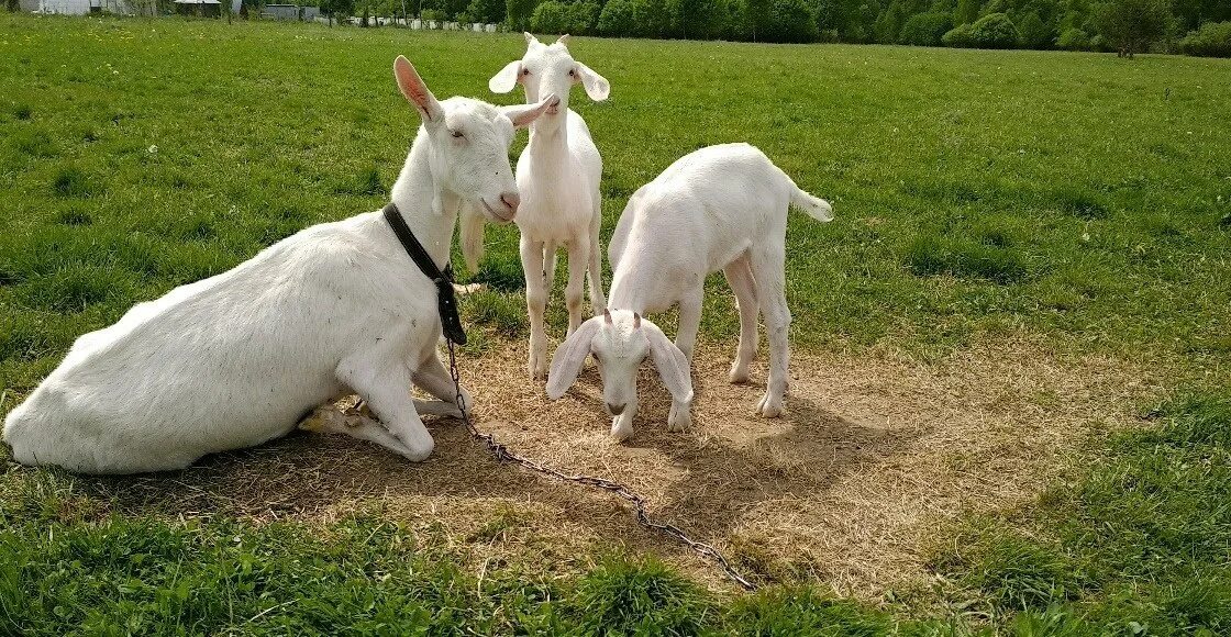 С козой в общественном. Козу в чувашии. Серая козочка. Продажа коз. Козу в чувашии.