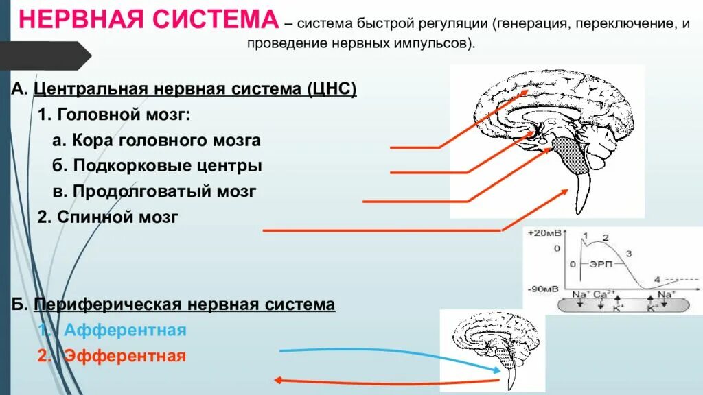 В продолговатом мозге находится нервный центр. Нервные центры продолговатого мозга. Подкорковые центры продолговатого мозга. Подкорковые нервные центры. Продолговатый мозг центры регуляции.