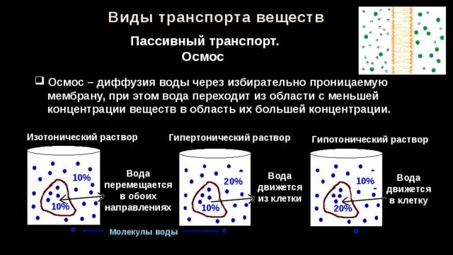 Вода участвует в транспорте веществ. Белки, участвующие в транспорте лекарственных веществ слабых кислот. Участвует в транспорте кислорода. Транспортная функция клетки. Вода участвует в транспорте веществ.
