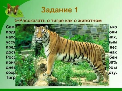 Названия тигров