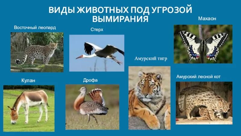 Животные находящиеся под угрозой в россии