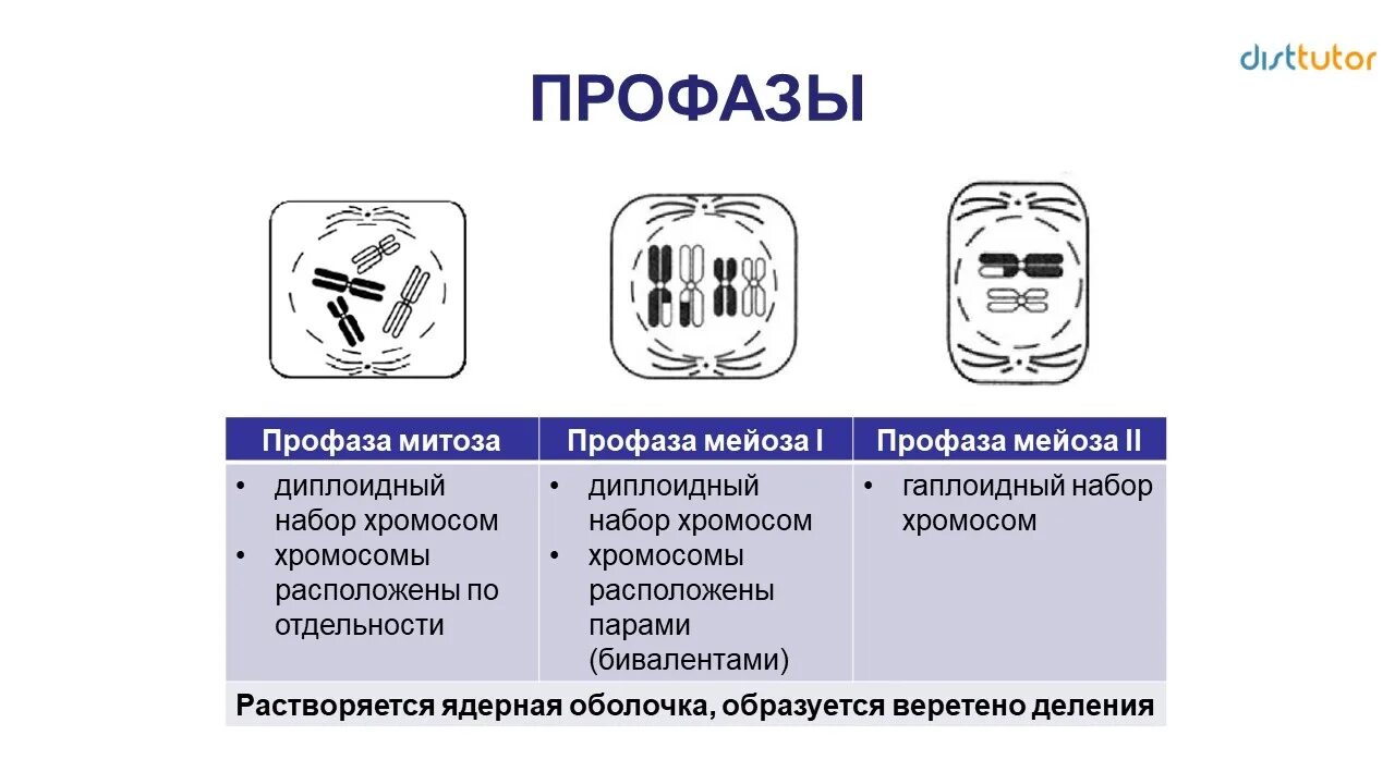 Как отличить 1 от 2. Фазы митоза схема ЕГЭ. Профаза 1 метафаза 1. Профаза митоза и мейоза 2. Фазы мейоза ЕГЭ биология.