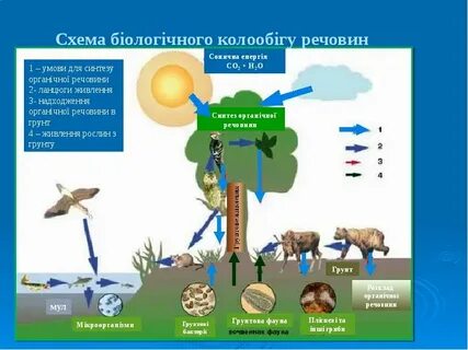 Синтез в природе
