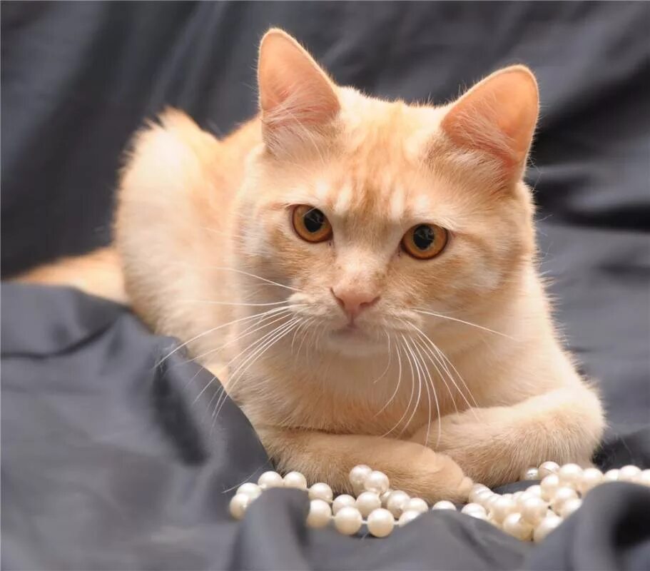 рыжий персик. золотистая шиншилла кошка. сибирский гладкошерстный персиковый. кот рыжий персиковый. рыжий персик.