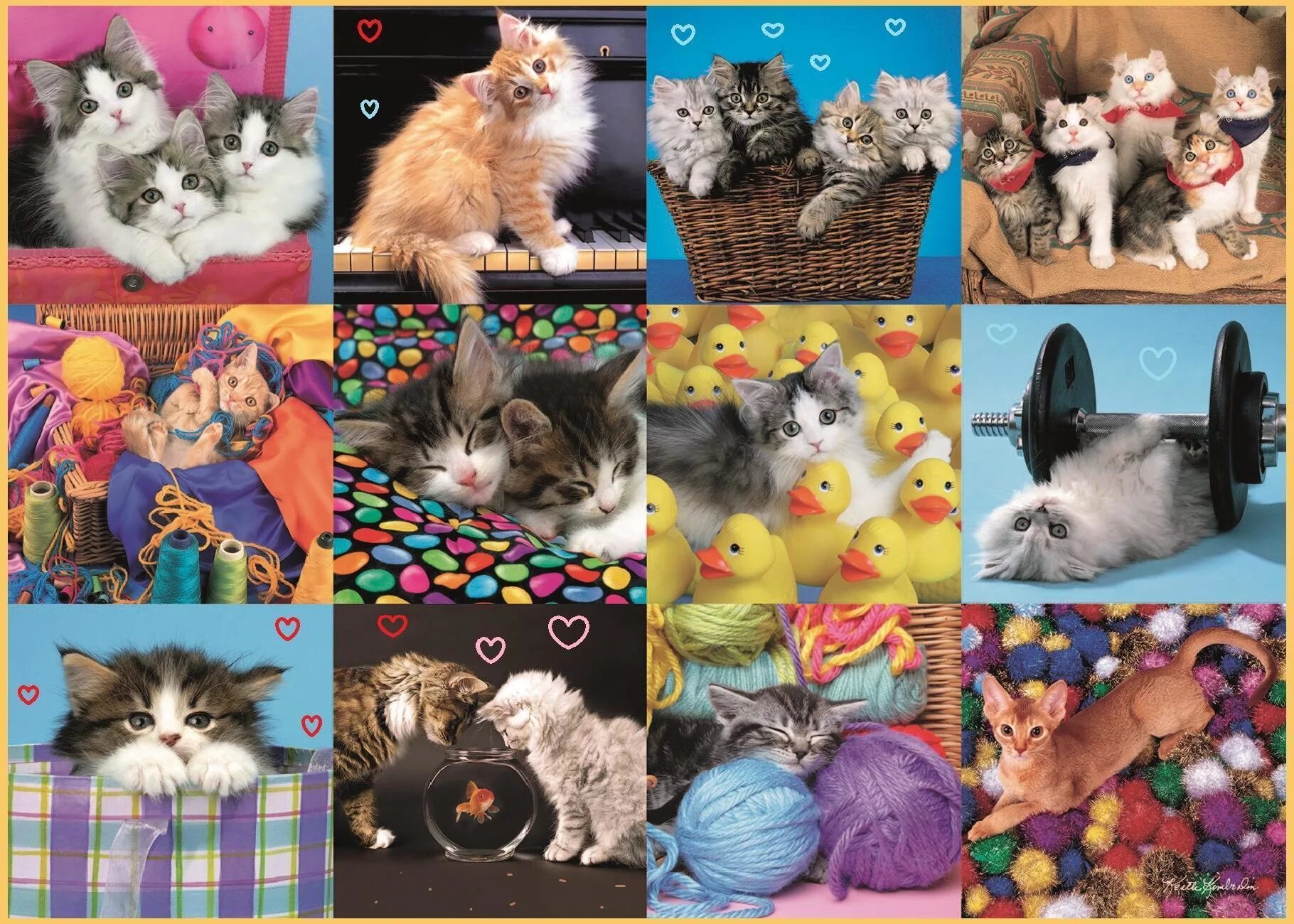 Коллаж кошки. Много кошек. Кэт коллаж. Кэт коллаж. Кэт коллаж.