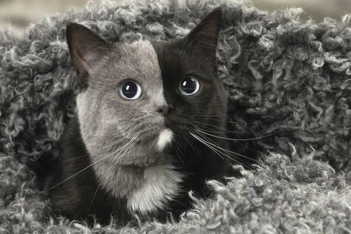 Британская короткошёрстная кошка черно белая. Двуликая кошка Нарния. Химера кот Нарния. Серо белый кот. Коты с жесткой шерстью