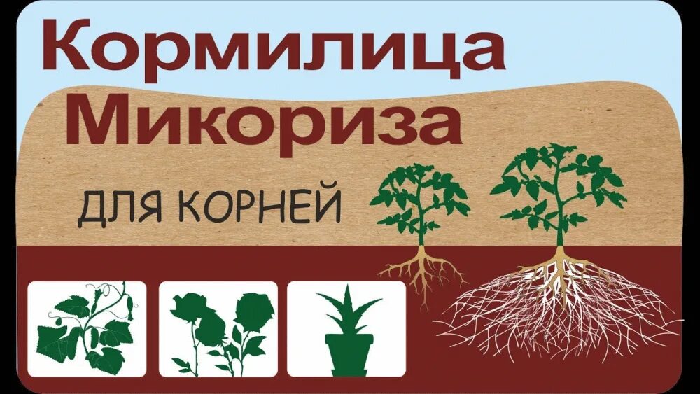 Кормилица микориза как использовать. Кормилица микориза 1л. микориза башинком.