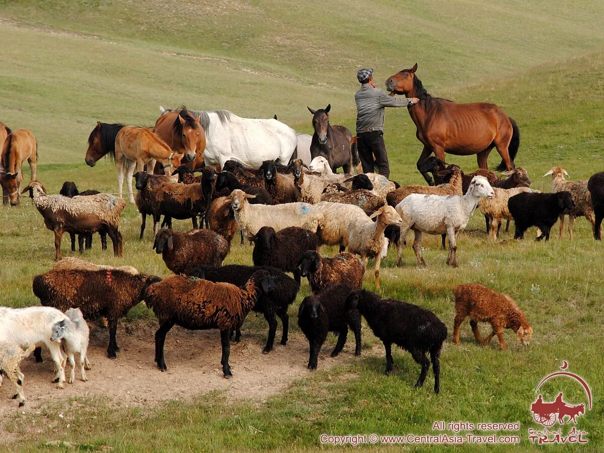 Гиссарская порода баранов. Кой малы. Кой базар кыргызстан. Овцы и козы. Овцы на пастбище.