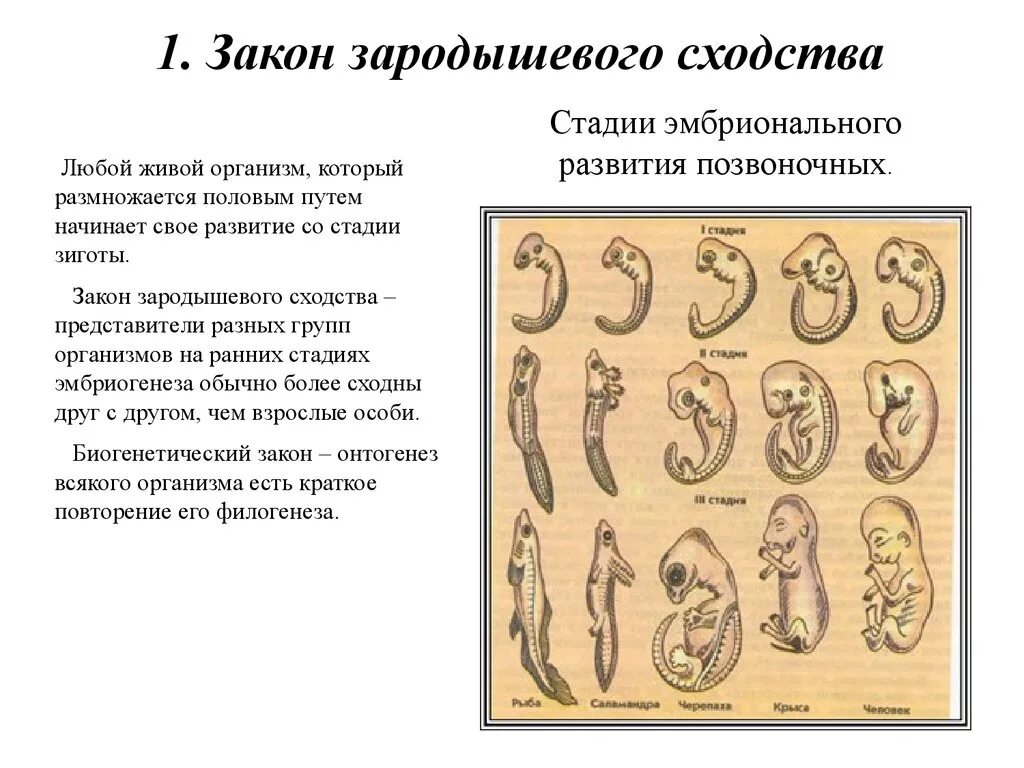 Сходство начальных стадий эмбрионального развития позвоночных. Зародышевое сходство. Закон зародышевого сходства. Стадии развития человека эмбриональное развитие. Первая стадия зародышевого развития в результате которой