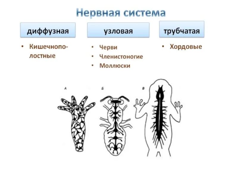 Диффузная Узловая трубчатая нервные системы. Типы нервной системы Узловая трубчатая. Типы нервной системы диффузная Узловая трубчатая. Трубчатая нервная система строение. У каких беспозвоночных животных нервная система образована