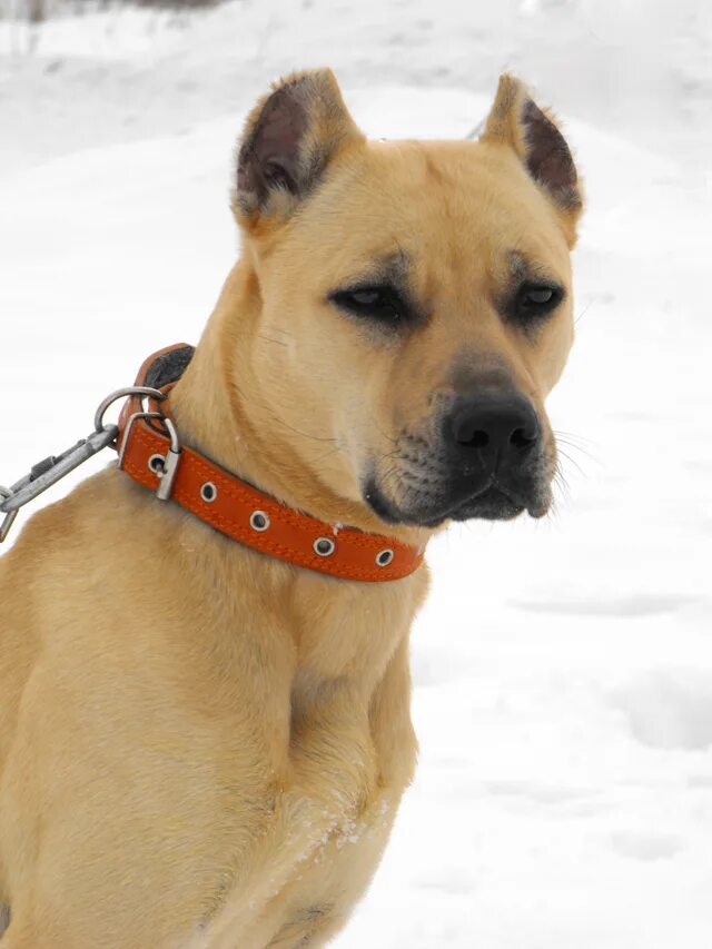 щенки купированы. щенки купированы.