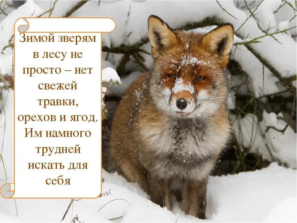 Как спасти животных зимой. Стих животные зимой. стихи о животных зимой. зимние стишки про животных. звери зимой в лесу презентация.