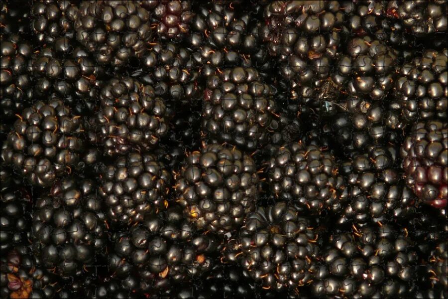 Ягода коричневого цвета. Темные ягоды. Фрукты черного цвета.