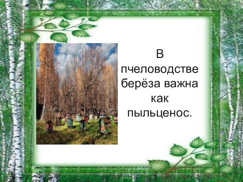 Презентация на тему береза. Береза символ России. Проект береза символ России. Береза как пыльценос.