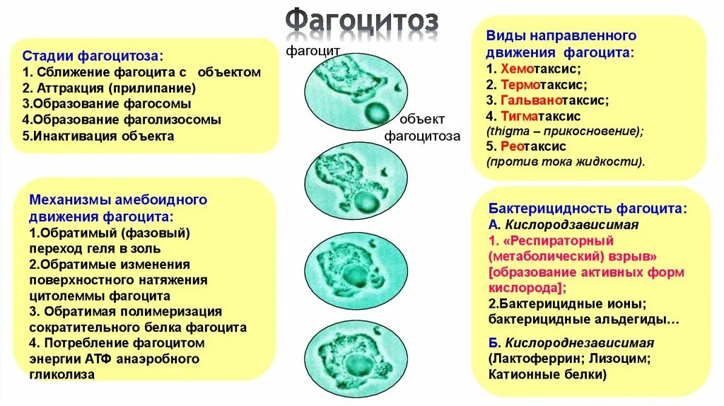 Механизмы бактерицидности фагоцитов иммунология. 4 Стадии фагоцитоза иммунология. Фазы и механизмы фагоцитоза.. Фагоцитоз при воспалении. Стадии, механизм. Может осуществлять фагоцитоз способен к амебоидному движению