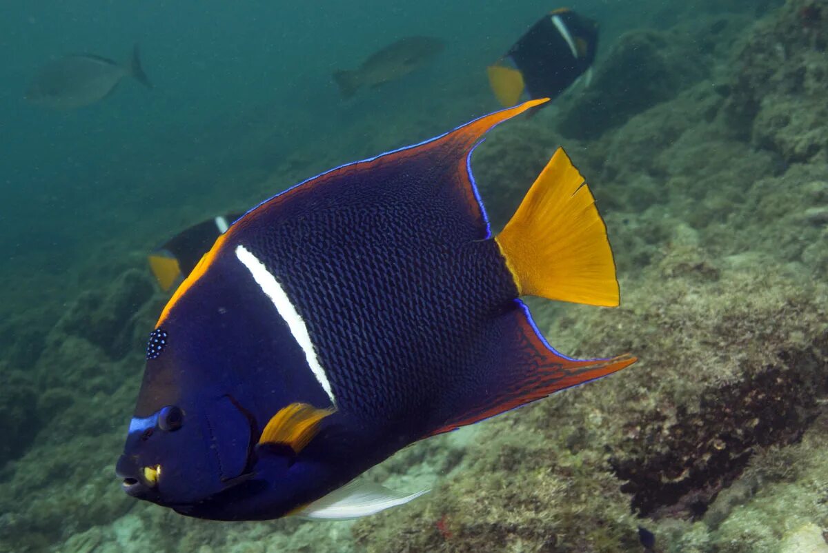 Морская рыба фото и названия. Королевская рыба-ангел Holacanthus passer.. Рыба ангел Королевский Карибский. Королевский спинорог. Центропиг Королевский.