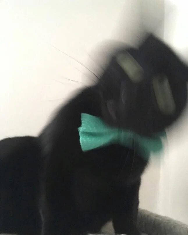 Смазанные коты. Смазанный кот. размазанные коты. размытый кот. размазанные смешные коты.