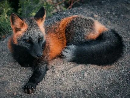 Real fox