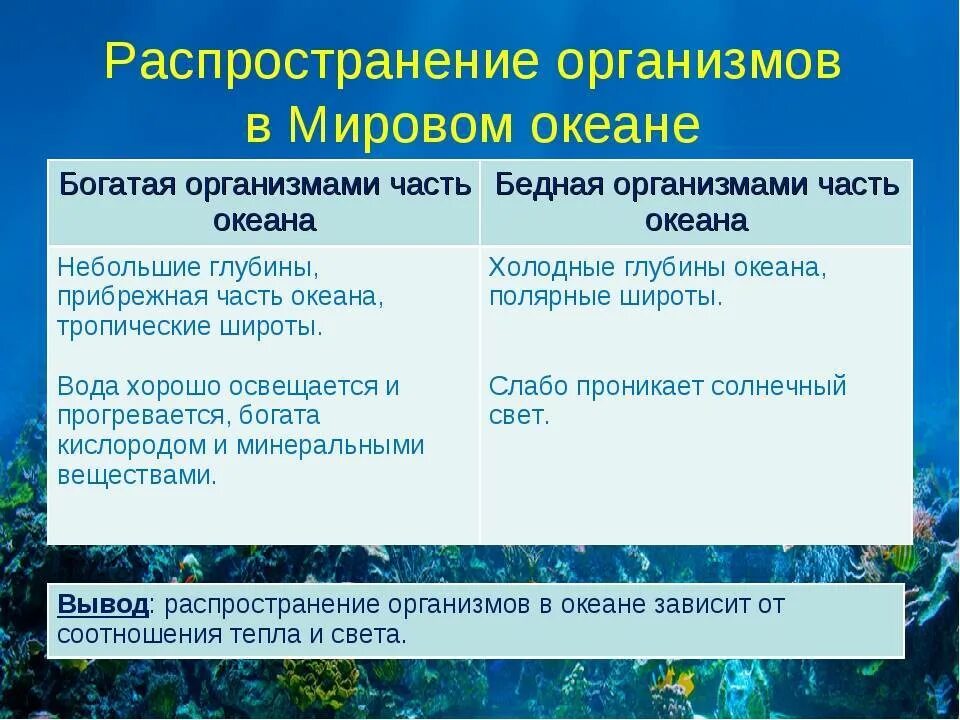 Сообщение о жизни в океане 6 класс