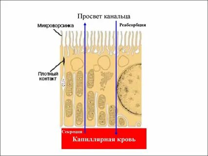 Просвет почечного канальца