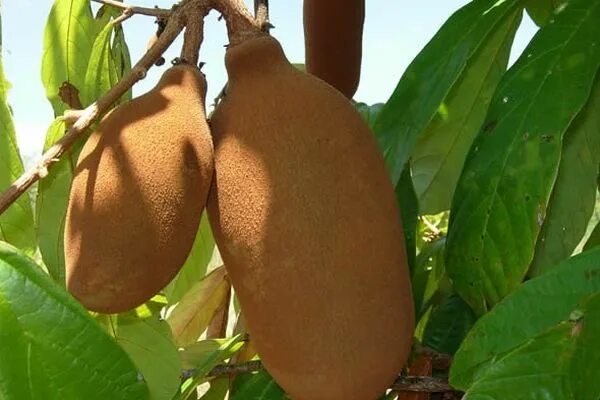 File:Theobroma grandiflorum, source of Cupulate Chocolate (9906147393).jpg Wik