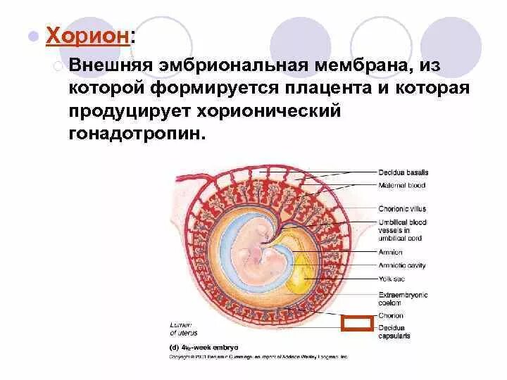 Низкий хорион что это. Низкий хорион что это. Низкий хорион что это. Краевое и центральное предлежание плаценты. Ворсинчатый хорион.
