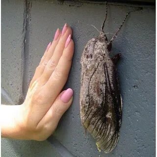 Мотылек дом 2