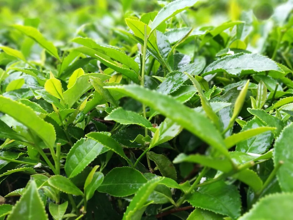 Чай как называется растение. Camellia sinensis leaf. чай camellia sinensis leaf. чайный куст мелколистный. camellia sinensis leaf extract.
