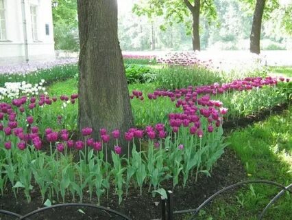 Около деревьев можно посадить луковичные растения