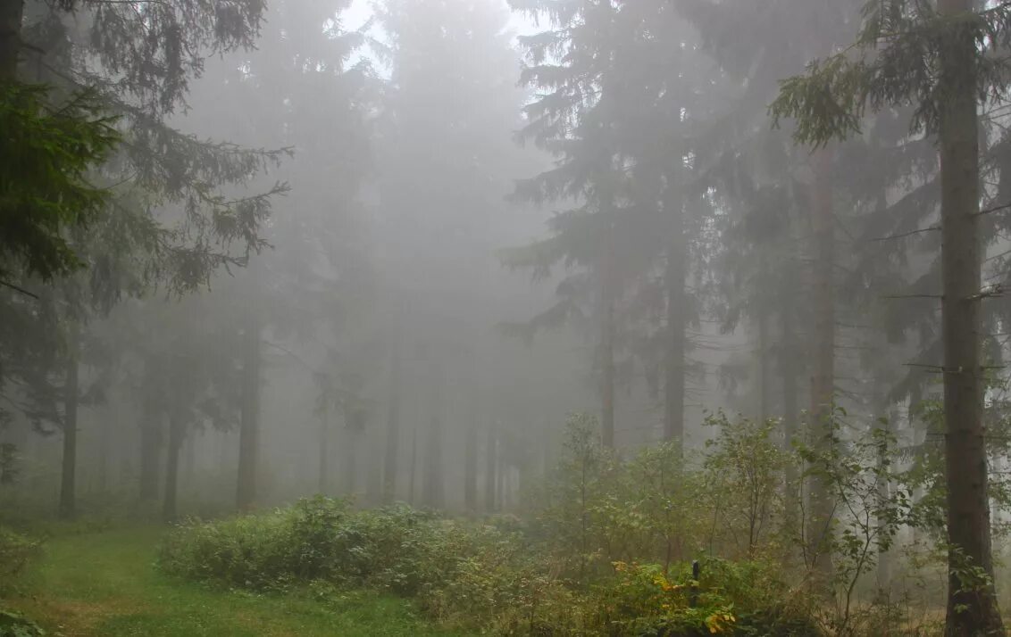 Лес туман лето. Туманный лес. Лес в тумане. Лес Поляна туман. Летний лес в тумане.