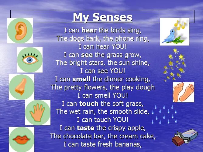 Песня can hear. I can see i can hear. What can you smell 5 senses. A Bird can Sing. I can smell.