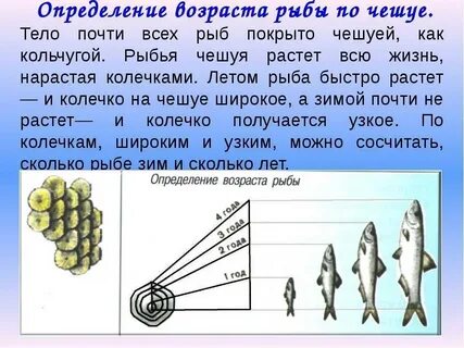 Как узнать возраст рыбы