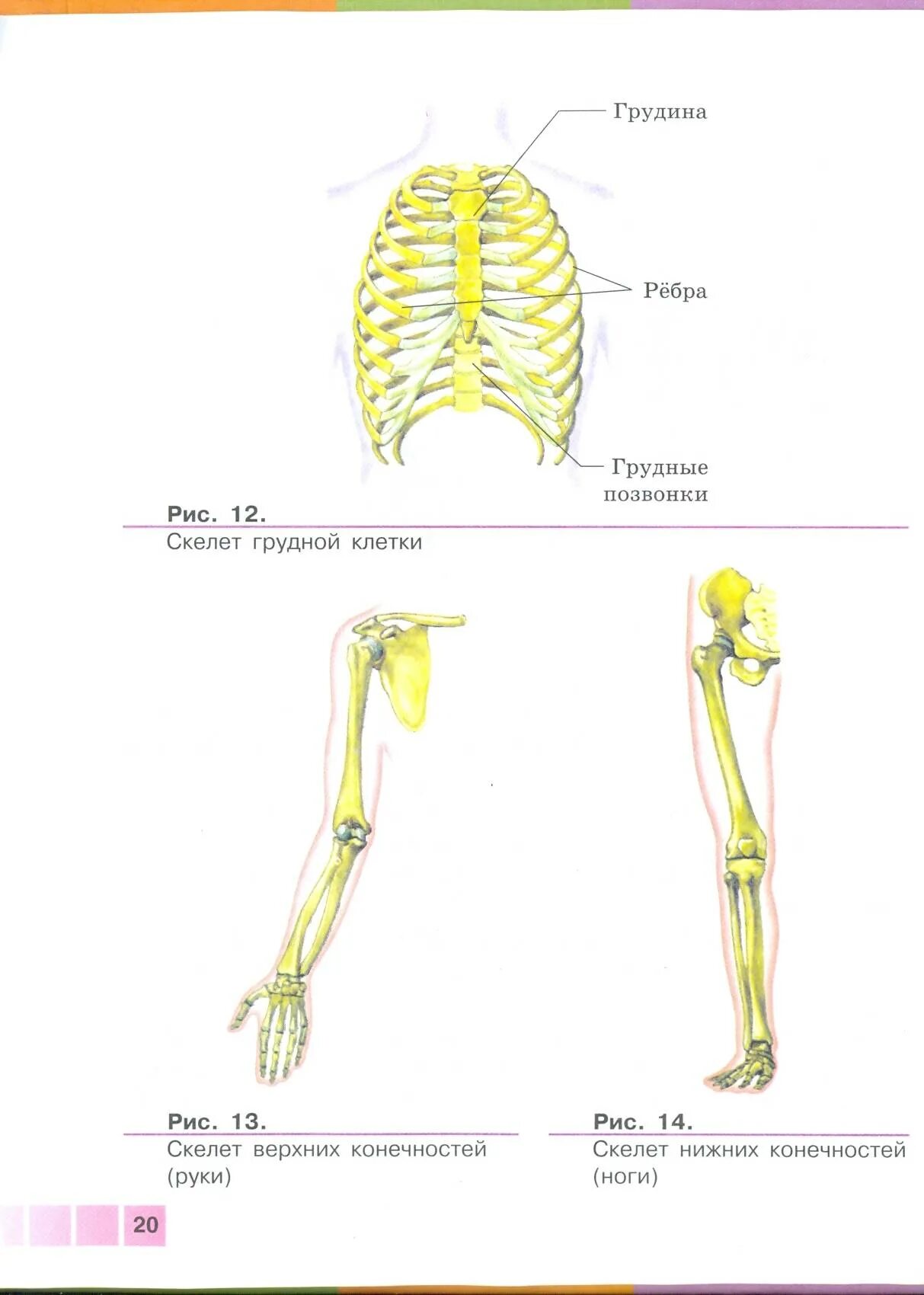 Скелет конечностей 8 класс биология. Скелет верхней конечности человека биология 8 класс. Задания по скелету человека. Конспект по биологии скелет человека.