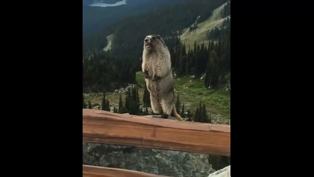 Мем кричащего бобра